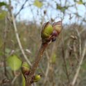 Syringa vulgaris bourgeons